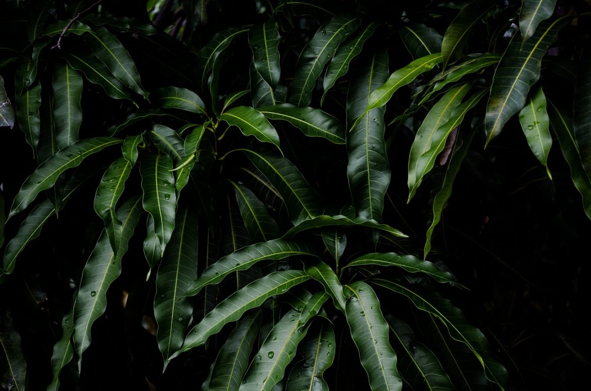 Benefits of Mango Leaves